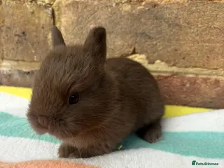 Netherland Dwarf rabbits White, Chocolate & Blue Netherland Dwarf Bunnies - Advert 18