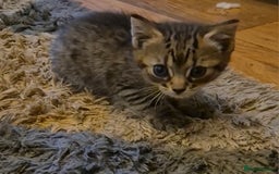Mixed Breed cats for sale: kittens for sale  - Image 2