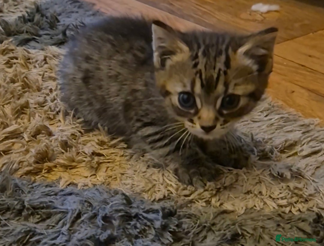 Mixed Breed cats for sale: kittens for sale  - Image 2