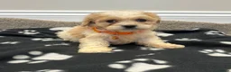 Cavapoo dogs for sale: Extensively health tested Cavapoo puppy’s  - Advert 13
