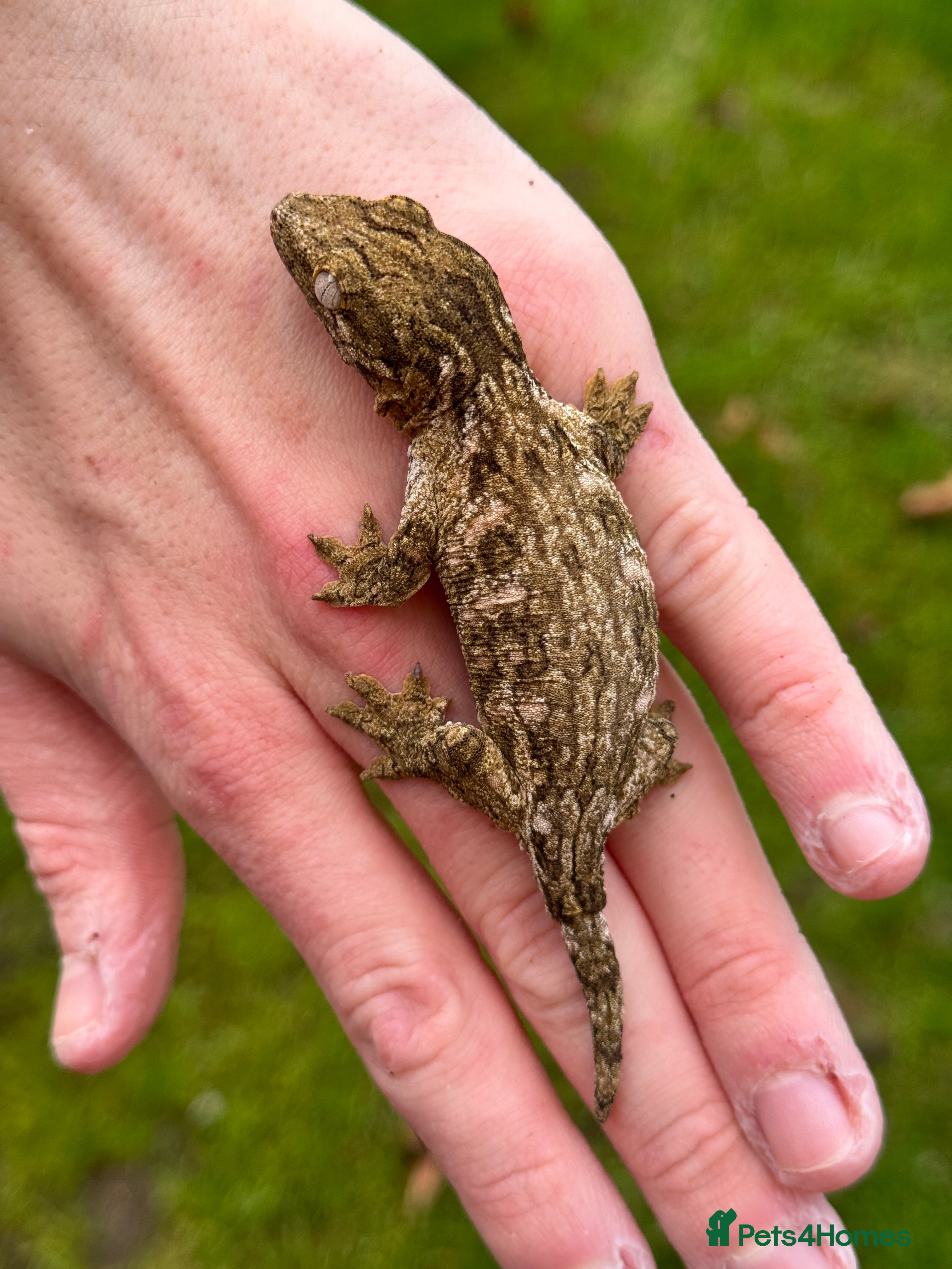 Gecko reptiles Pure Leachianus: Mt khogis Friedel line - Advert 15