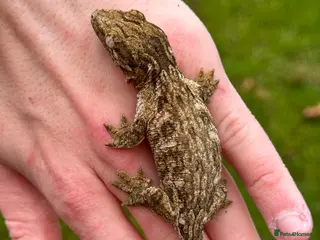 Gecko reptiles Pure Leachianus: Mt khogis Friedel line - Advert 15