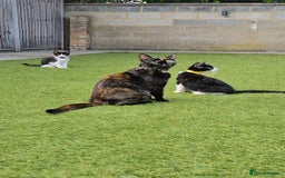 British Shorthair cats for sale: Cats Available for Adoption 🐾 - Image 2