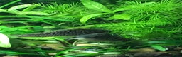 Corys fish for sale: Various species of Corydoras. Adult breeding pairs - Advert 10