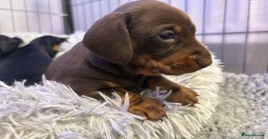 Miniature Dachshund dogs - Advert 14