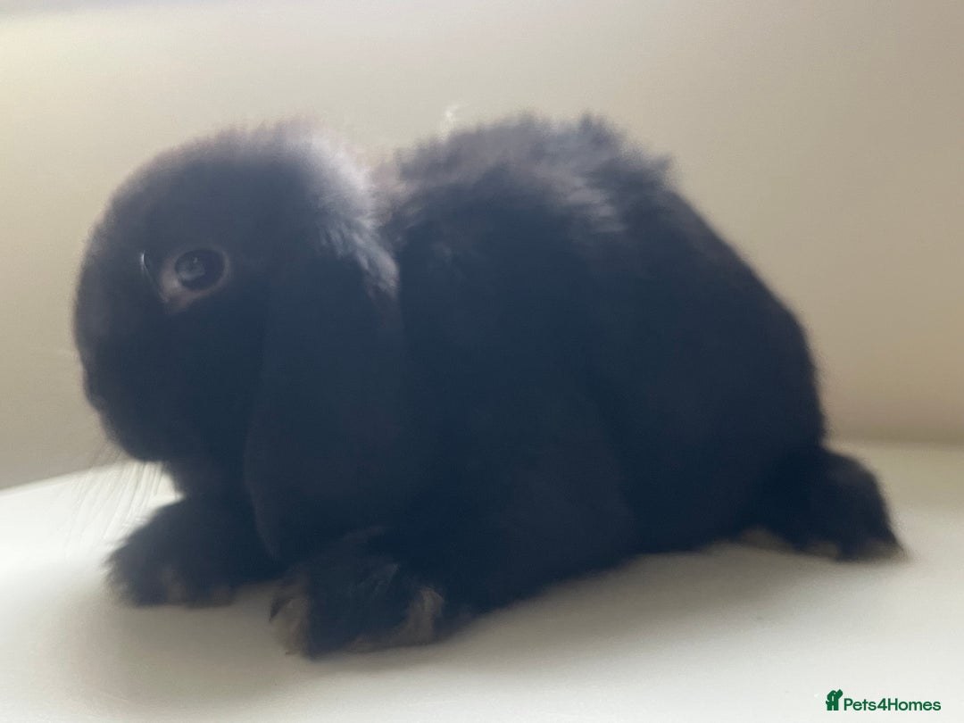 Mini Lop rabbits for sale: Mini lops available  - Advert 29