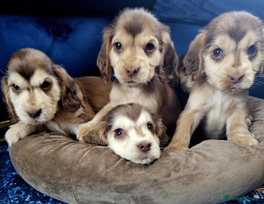 Cocker Spaniel dogs for sale: Show type cocker spaniel puppies  - Image 11