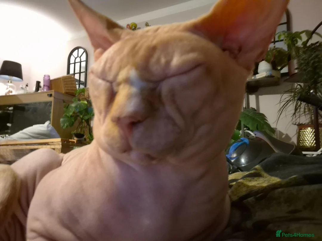 Sphynx cats for sale: Unfortunately having to rehome male sphynx - Advert 2