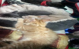 Maine Coon cats for sale: Maine coon kittens ready now boys  - Image 13