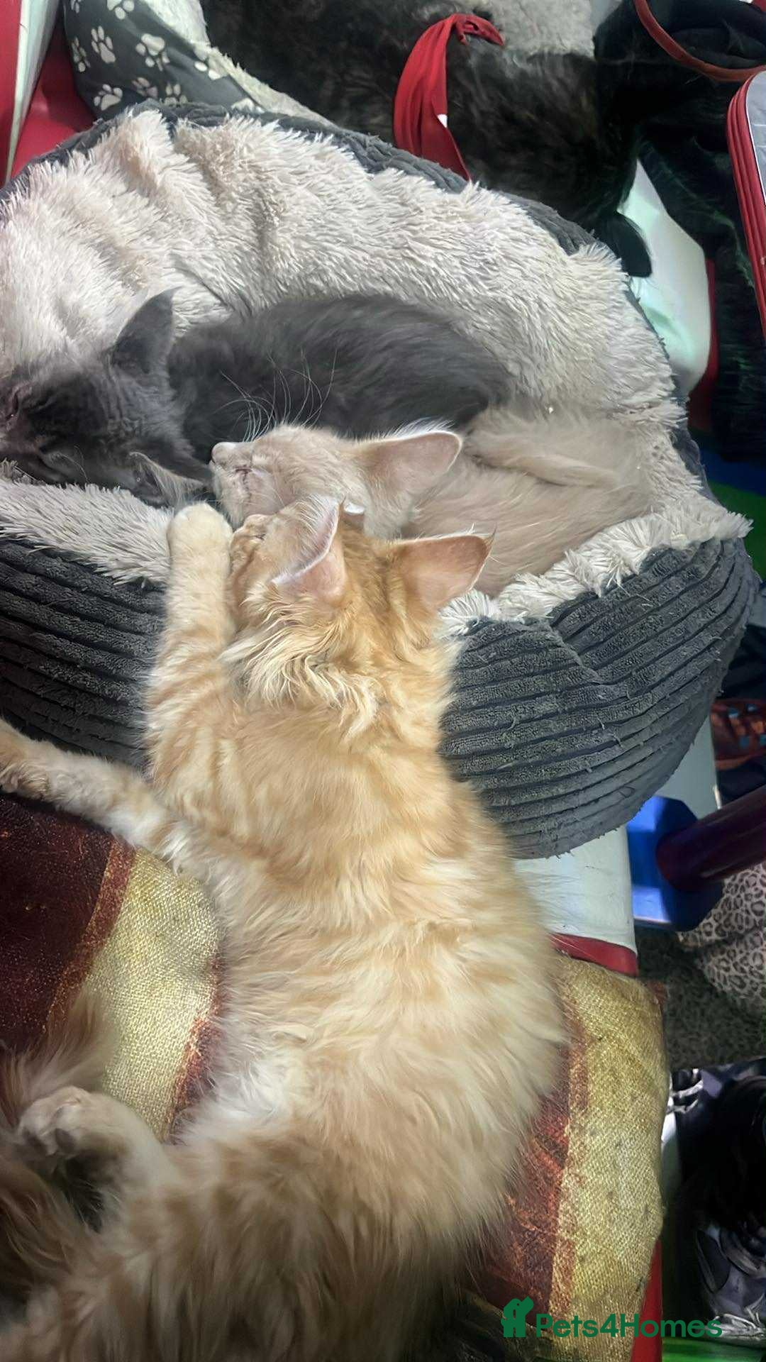 Maine Coon cats for sale: Maine coon kittens ready now boys  - Image 13