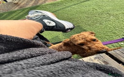 Poodle dogs for sale: KC Red fox miniature toy poodle. Ready now - Image 12