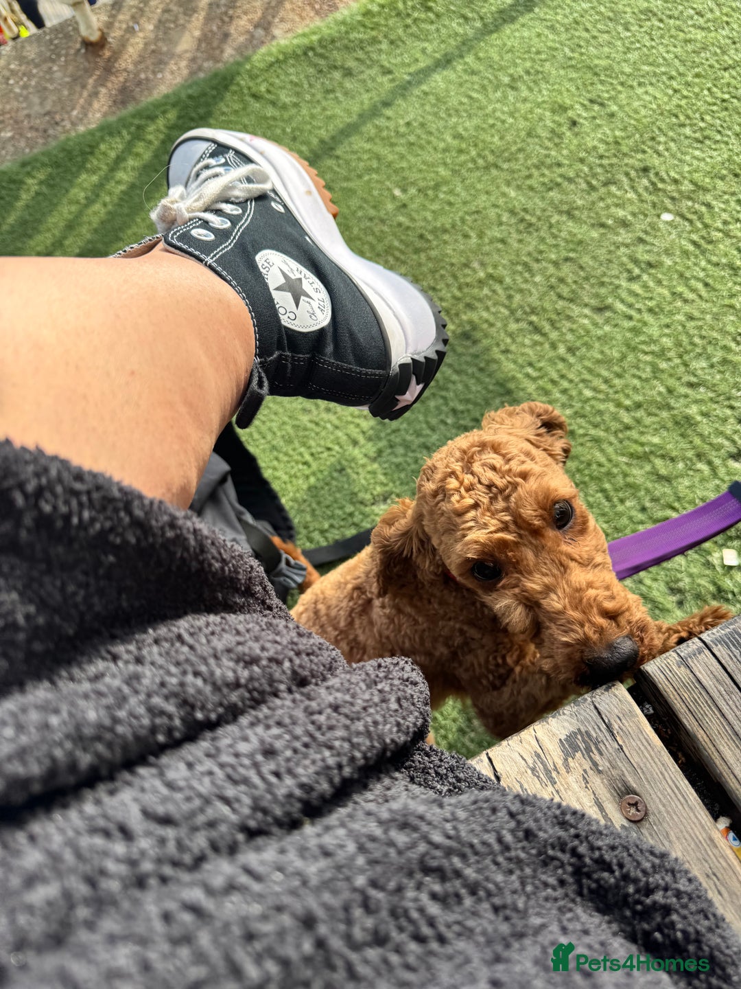 Poodle dogs for sale: KC Red fox miniature toy poodle. Ready now - Image 12