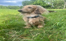 Miniature Dachshund dogs for sale: KC reg Long haired Mini boy - Image 8