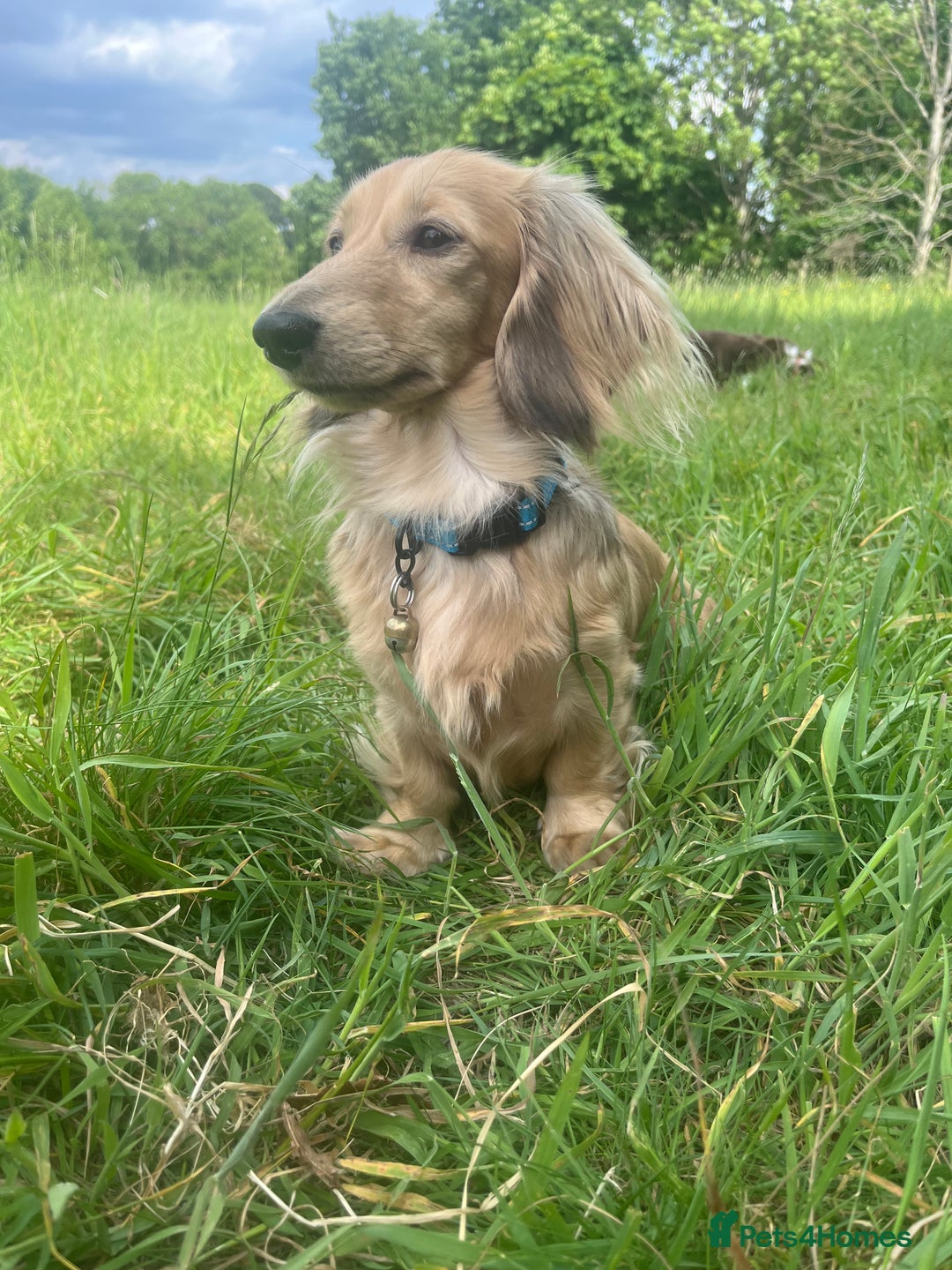 Miniature Dachshund dogs for sale: KC reg Long haired Mini boy - Image 8
