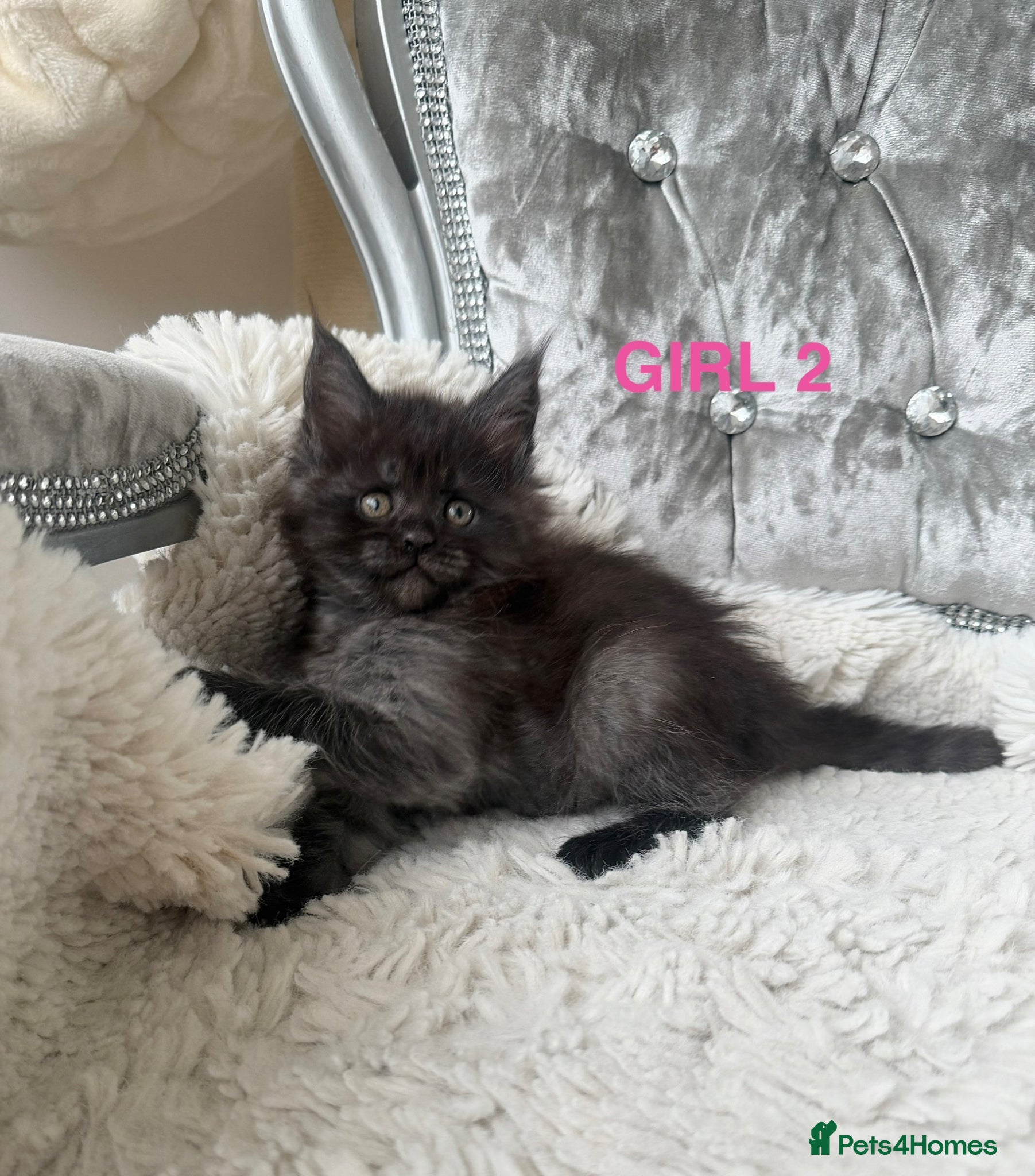 Maine Coon cats Only 5 left. SHOW QUALITY MAINE COON KITTENS  - Advert 2