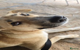 Mixed Breed dogs for sale: Magical Indie Street Dog Coming UK Seeks New Home - Image 3