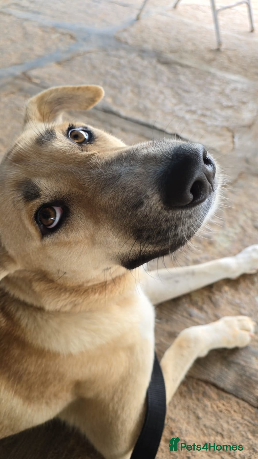 Mixed Breed dogs for sale: Magical Indie Street Dog Coming UK Seeks New Home - Image 3