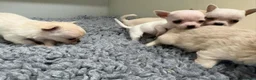 Chihuahua dogs for sale: Kc registered Chihuahua puppies - Advert 2