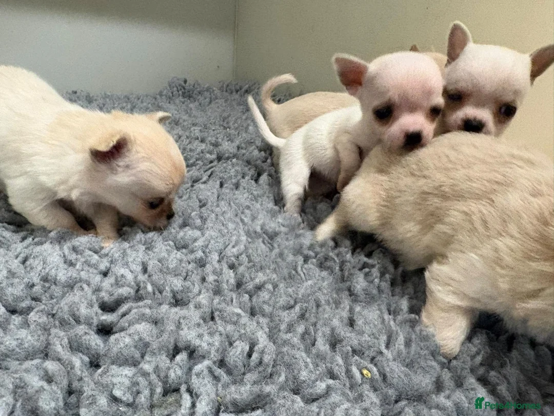 Chihuahua dogs for sale: Kc registered Chihuahua puppies - Advert 2