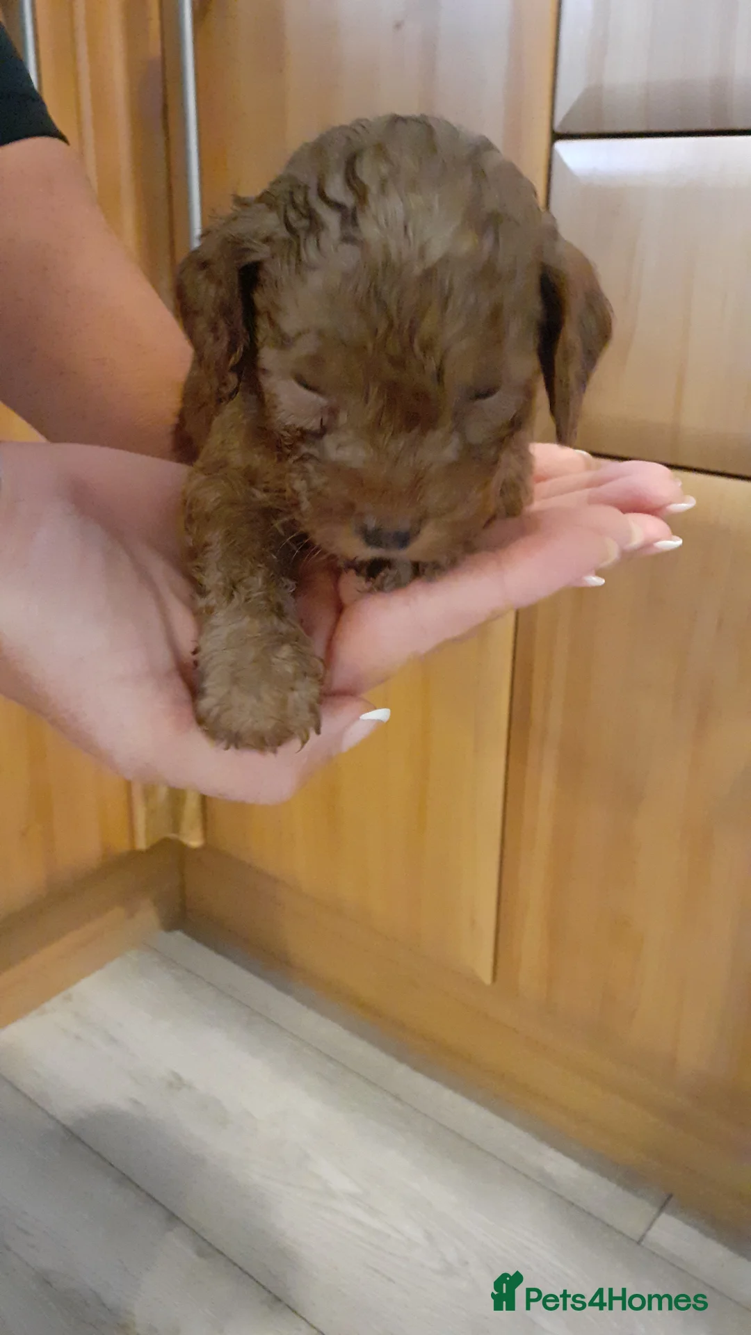 Cavapoo dogs for sale: Cavapoo pups for sale - Advert 9