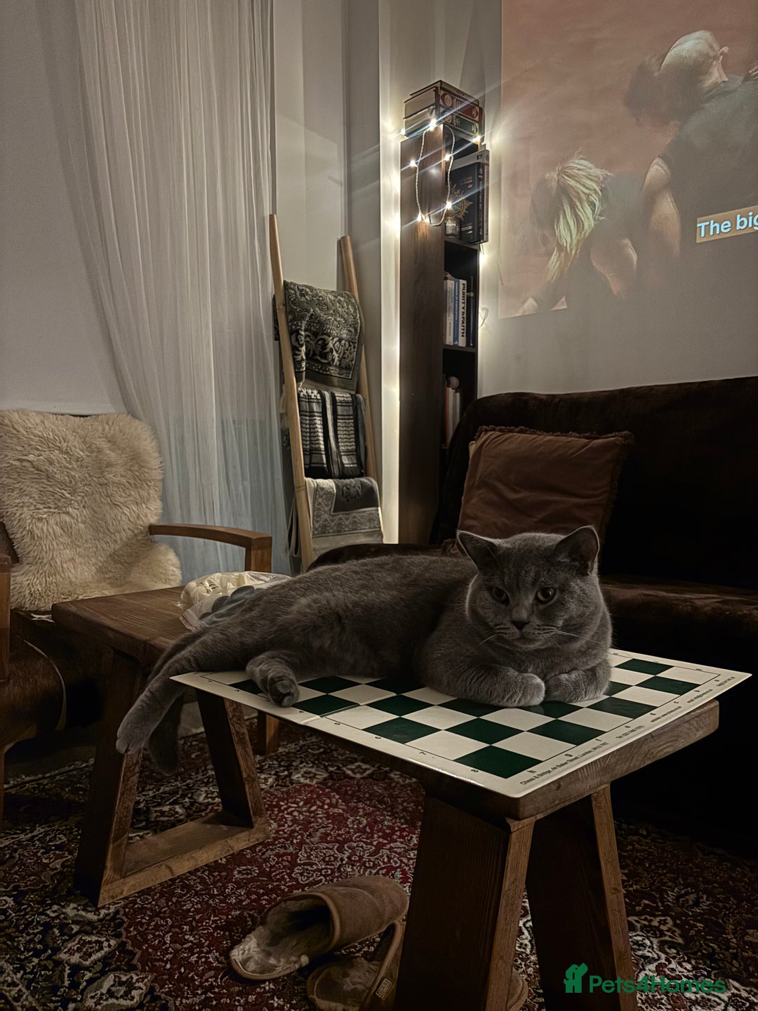 British Shorthair cats for sale: TICA registered purebreed BritishShorthair Kittens - Advert 21