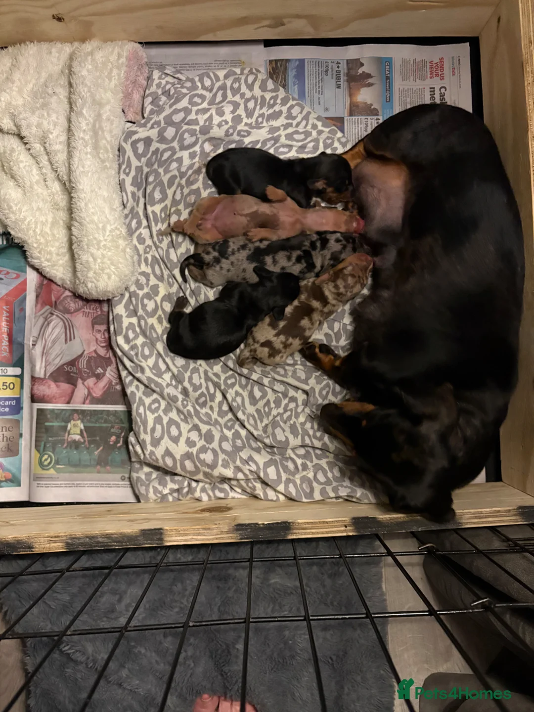 Miniature Dachshund dogs for sale: Male mini dacshund  - Advert 2