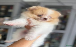 Pomeranian dogs for sale: Chocolate party & chocolate sable party Merle boys - Image 10
