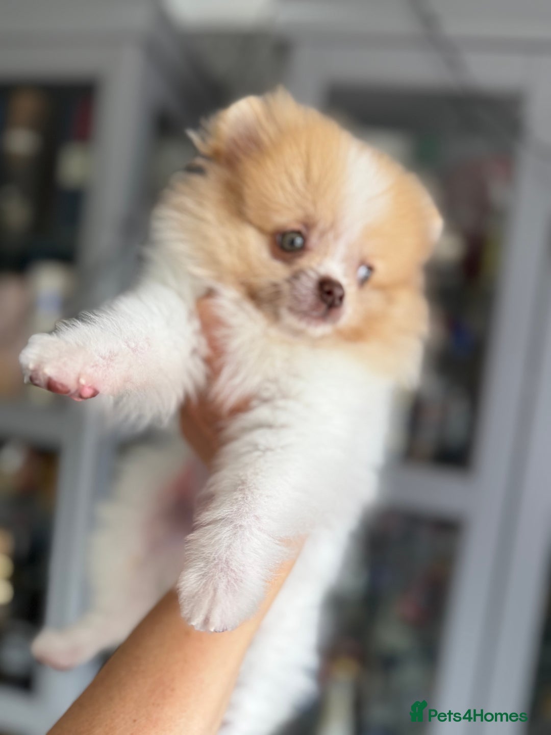 Pomeranian dogs for sale: Chocolate party & chocolate sable party Merle boys - Image 10