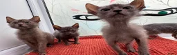 Lykoi cats for sale: Unique Lykoi kittens  - Advert 3