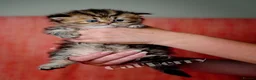 Persian cats for sale: Persian Chinchilla Kittens  - Advert 2