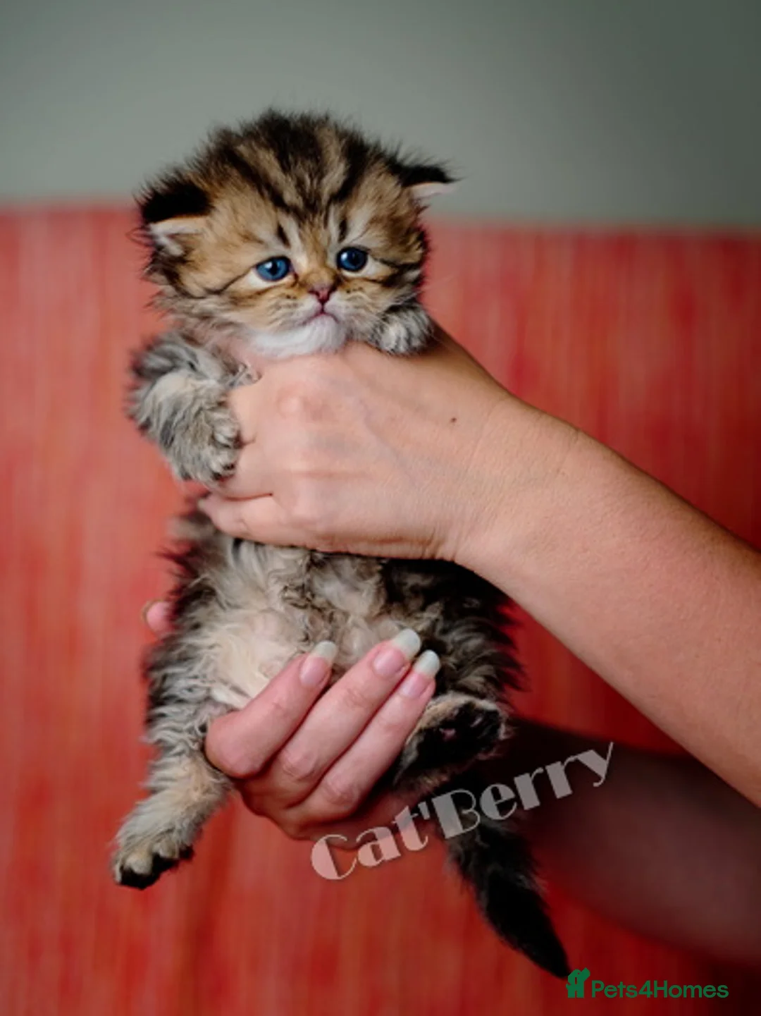 Persian cats for sale: Persian Chinchilla Kittens  - Advert 2
