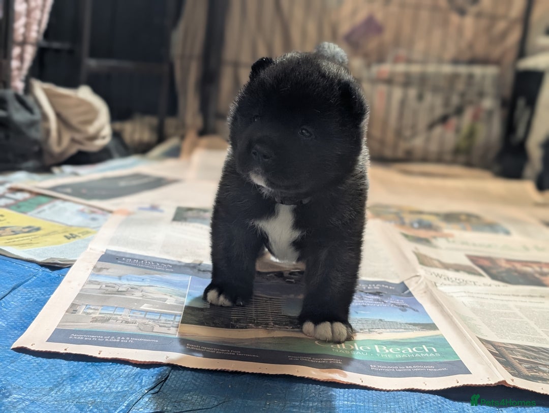 Akita dogs for sale: European Champions Bloodline American Akita's  - Advert 12