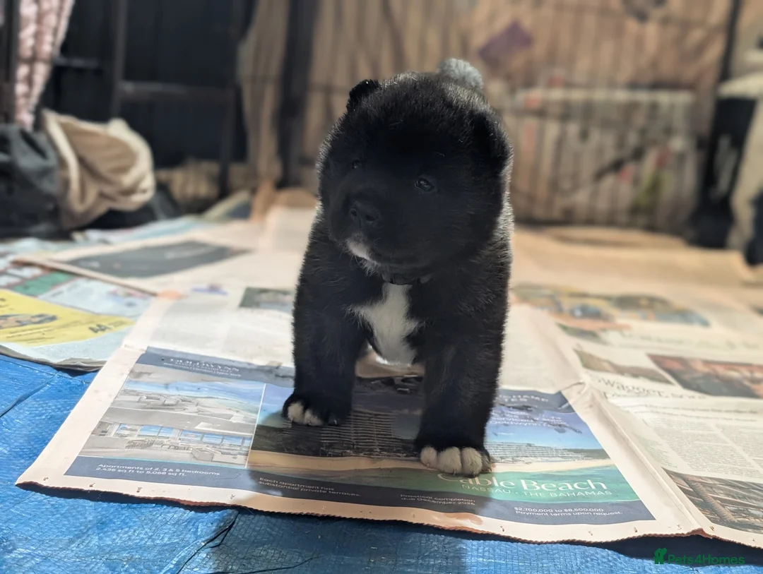 Akita dogs for sale: European Champions Bloodline American Akita's  - Advert 23