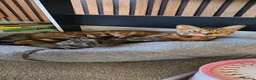 Bengal cats for sale: Pure bengal kittens  - Advert 1