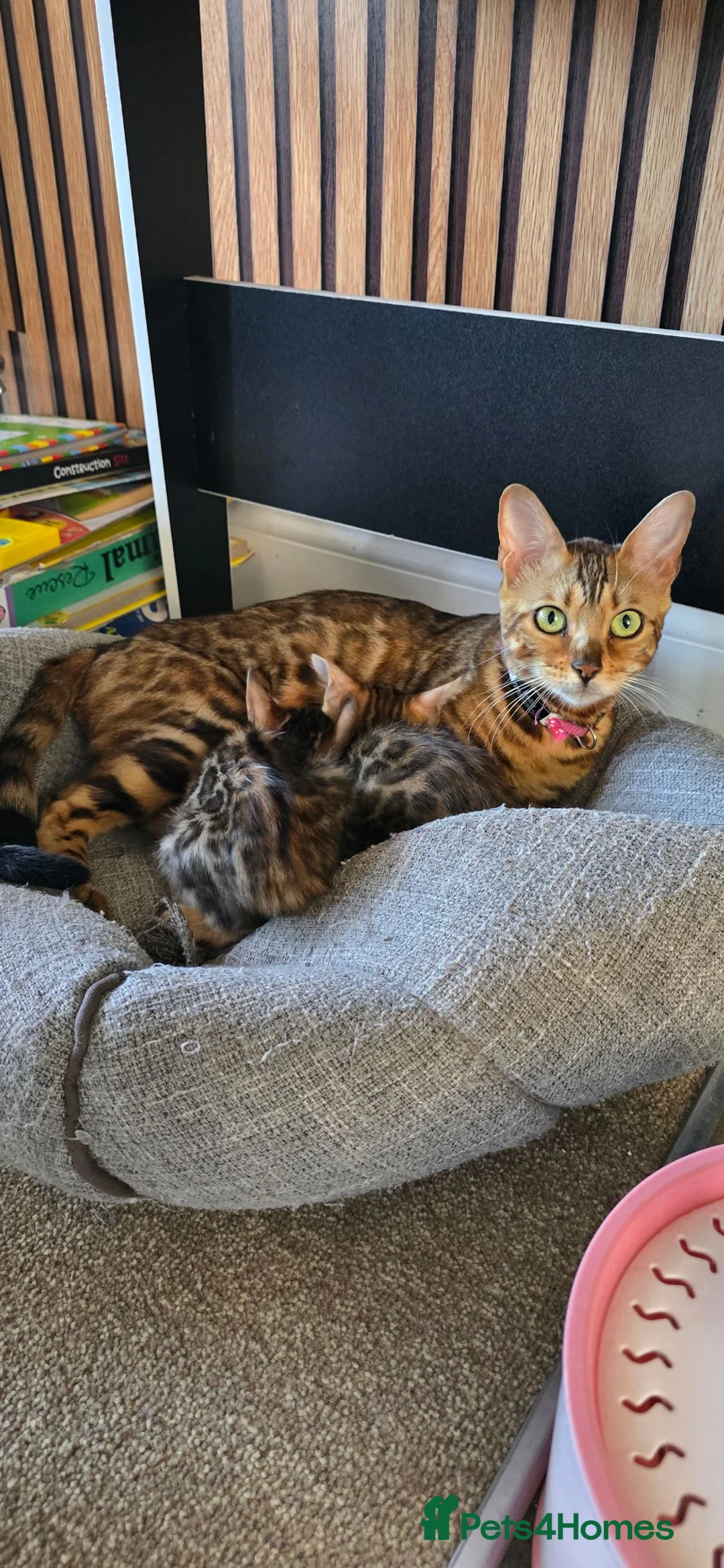 Bengal cats for sale: Pure bengal kittens  - Advert 1
