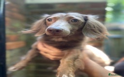 Miniature Dachshund dogs for sale: Stunning Mini Dachshund*1 LH Boy & 1 SH Girl left* - Image 11
