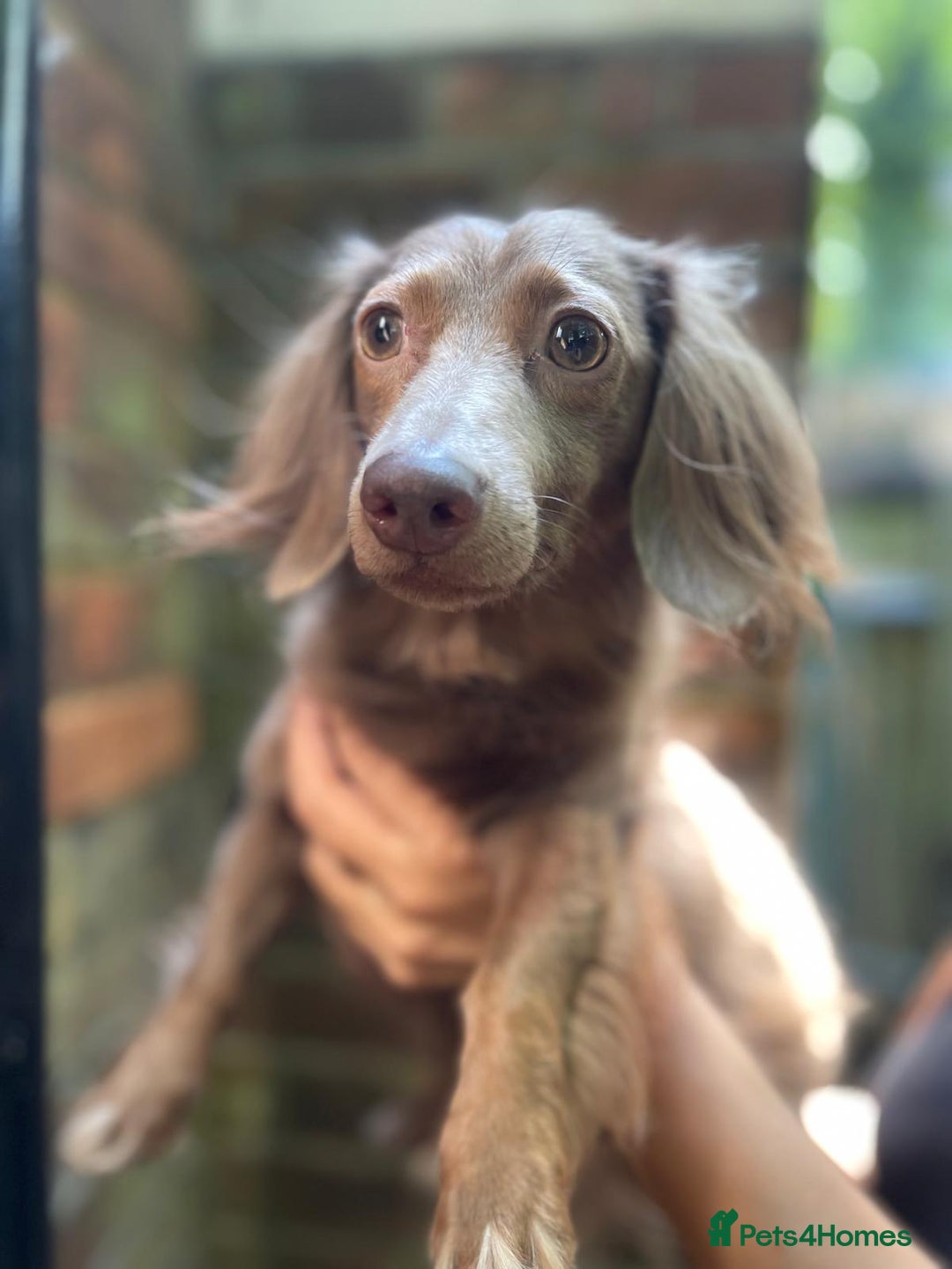Miniature Dachshund dogs for sale: Stunning Mini Dachshund*1 LH Boy & 1 SH Girl left* - Image 11