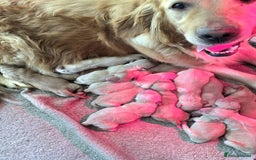 Golden Retriever dogs for sale: Golden Retriever puppies  - Image 6