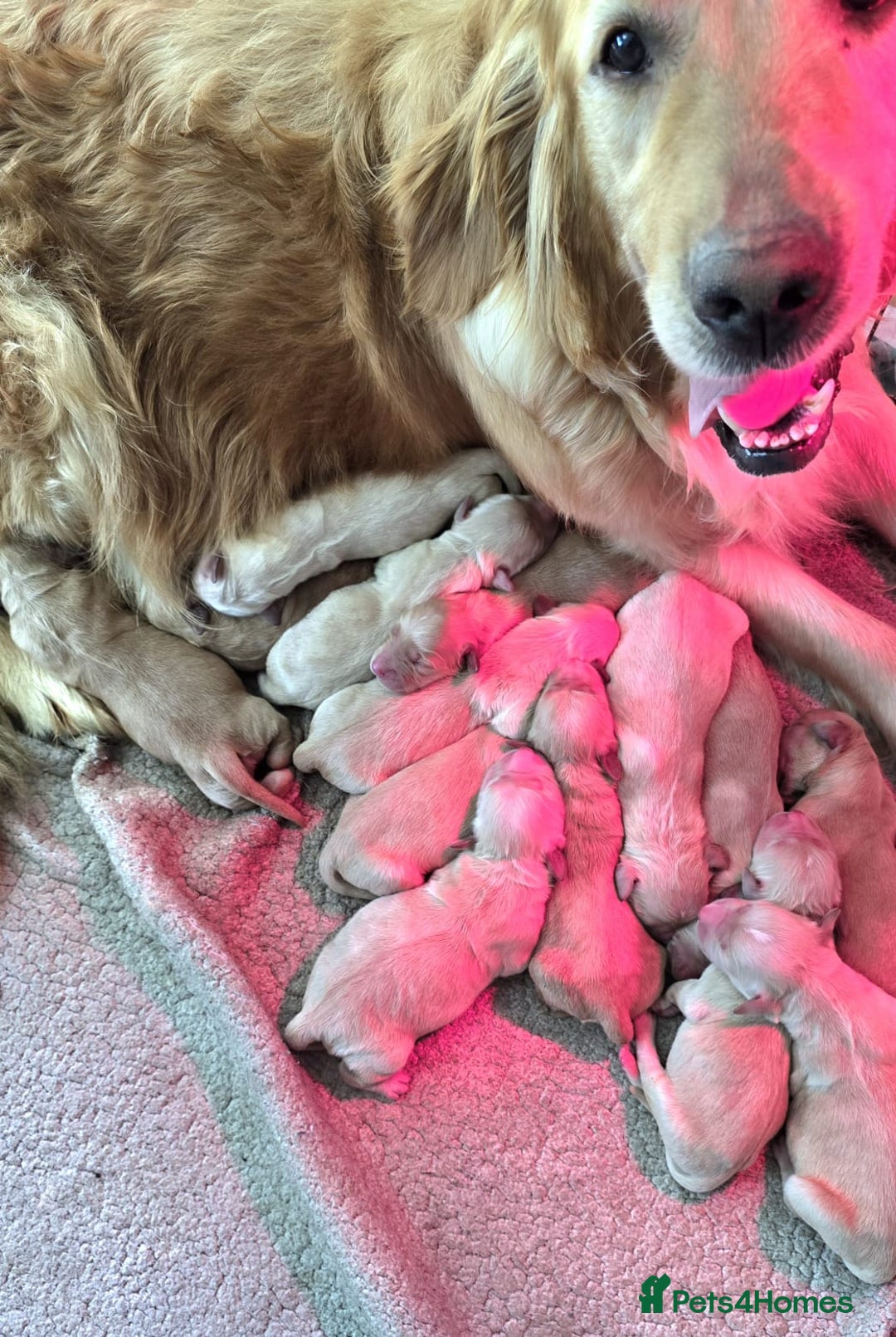Golden Retriever dogs for sale: Golden Retriever puppies  - Image 6