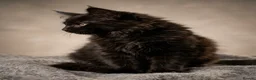 Maine Coon cats for sale: Several litters of Outstanding pedigree kittens  - Advert 13