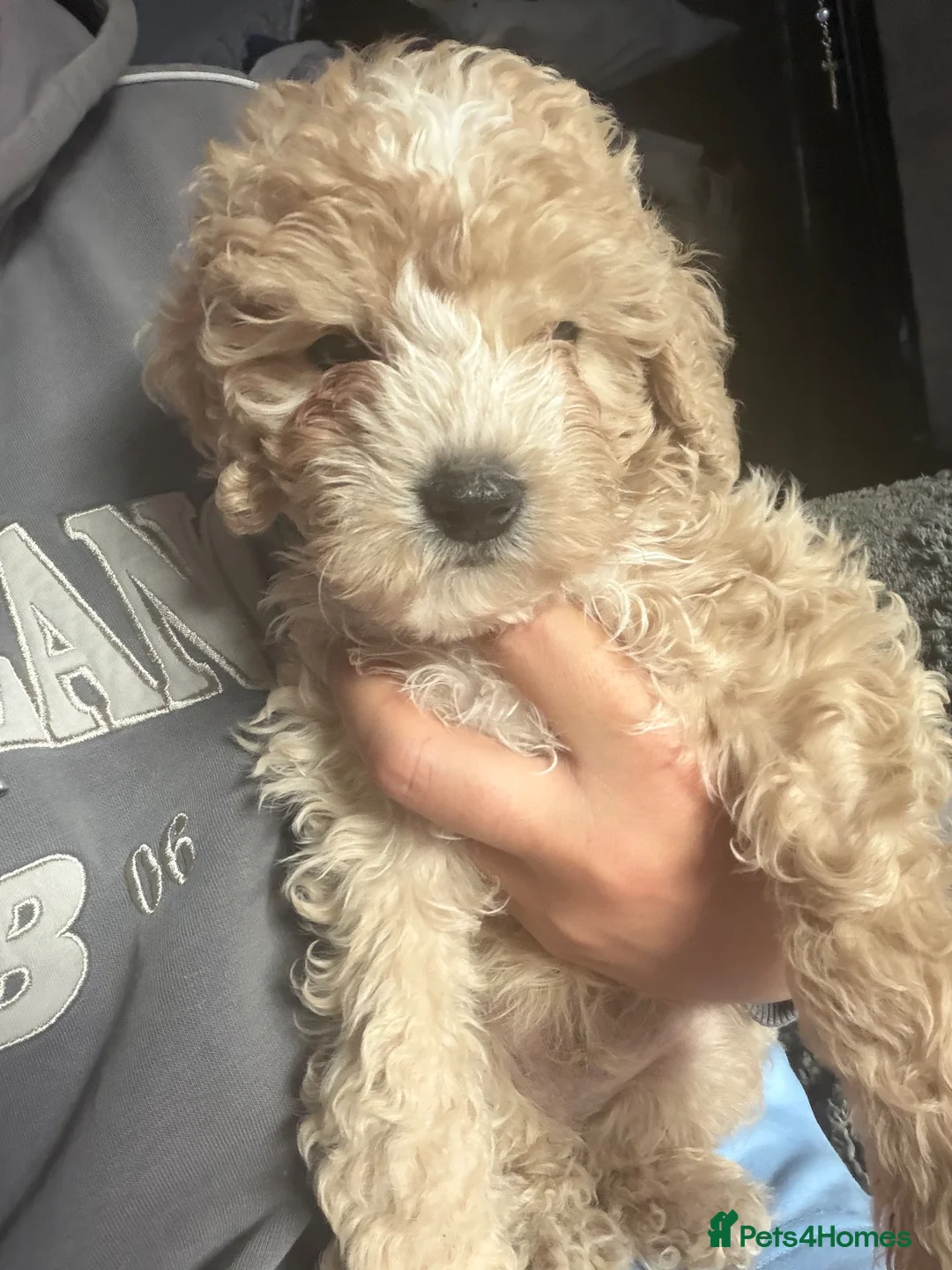 Cockapoo dogs for sale: Cockapoo Puppie  - Advert 2