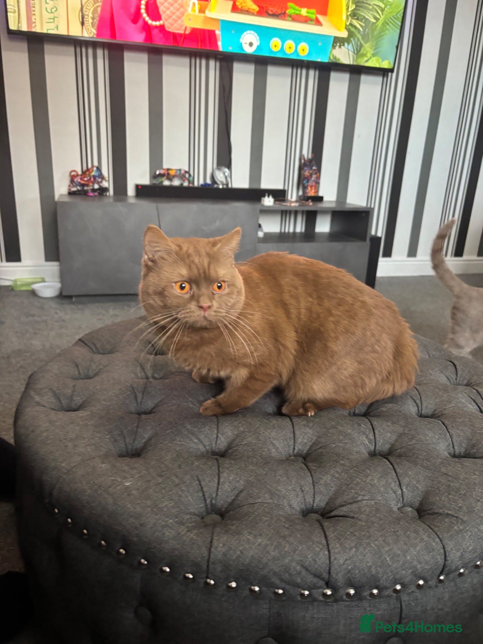 British Shorthair cats GCCF registered cinnamon British short haired  - Advert 3