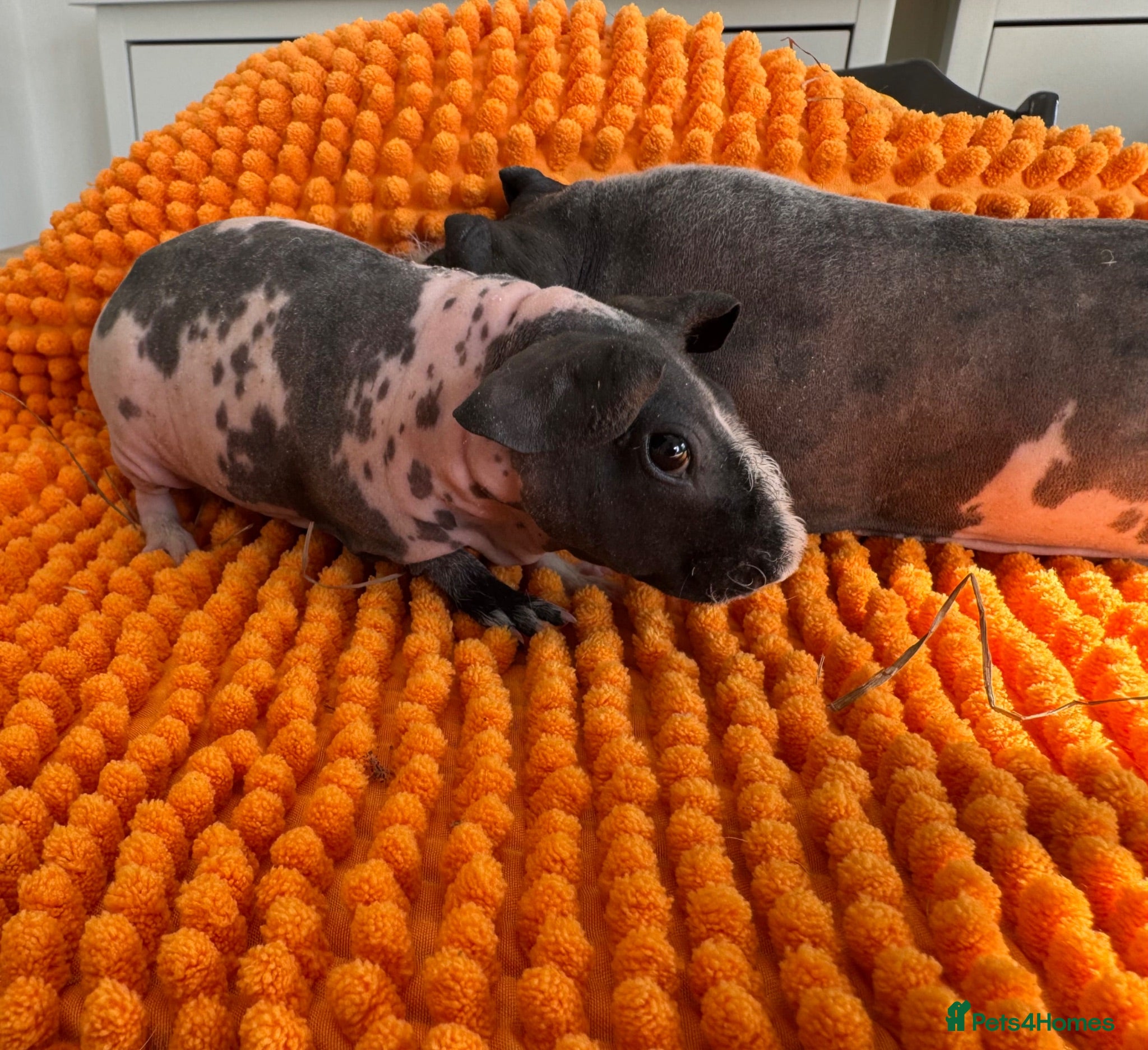 Guinea Pig rodents Bonded Skinny Boars  - Advert 2