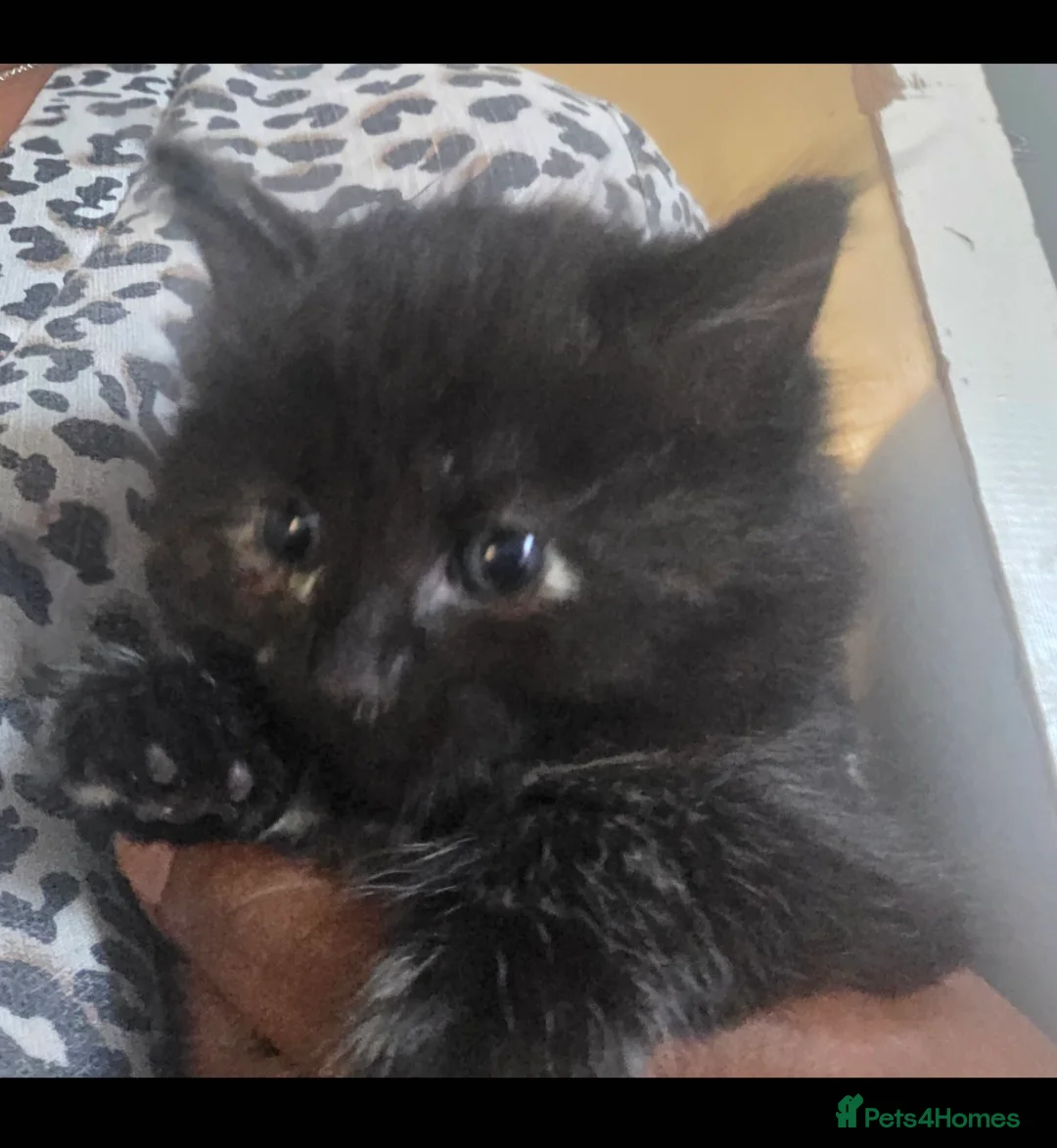 British Longhair cats for sale: Kittens ready 4 rehome Mother is a British grey  - Advert 2
