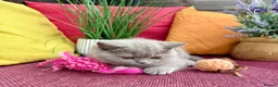 British Shorthair cats for sale: British Shorthairs**READY NOW** - Advert 3