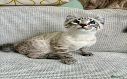 Savannah cats for sale: Awesome snow leopard Keetso male  - Image 19