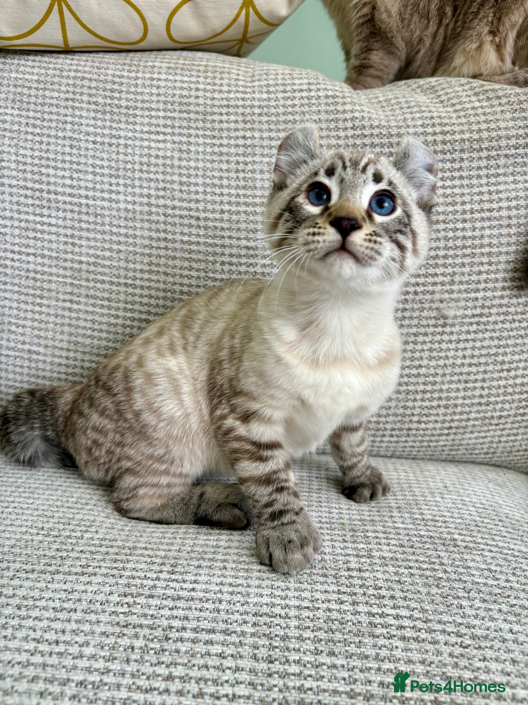 Savannah cats for sale: Awesome snow leopard Keetso male  - Image 19