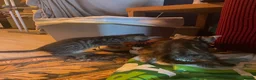 Mixed Breed cats for sale: F5 Savanna x Oriental Kittens - Advert 5