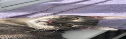 Domestic Shorthair cats for sale: Beautiful grey tabby  in Wakefield - Advert 2