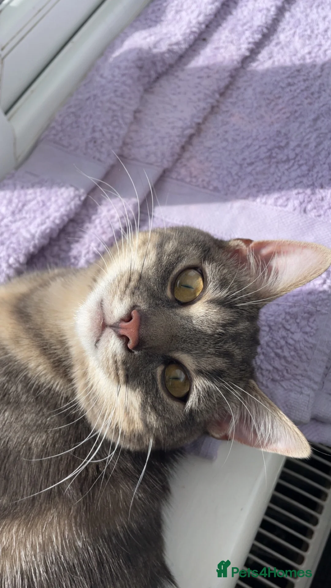 Domestic Shorthair cats for sale: Beautiful grey tabby  in Wakefield - Advert 2